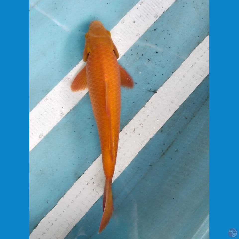 karasi 34cm ~M