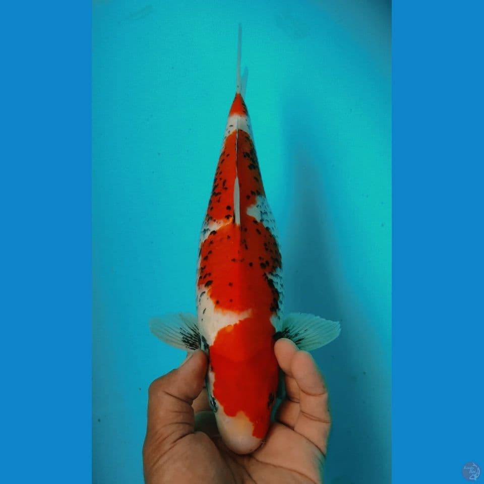 MATSUKAWA 32CM