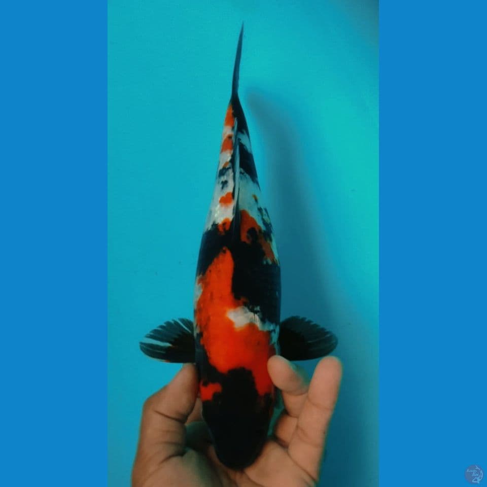SHOWA 33CM