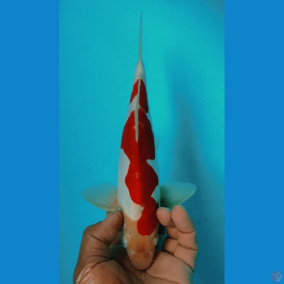 DOITSU 30CM