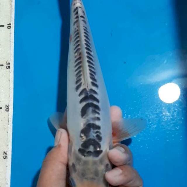 SUSHUI 28 CM