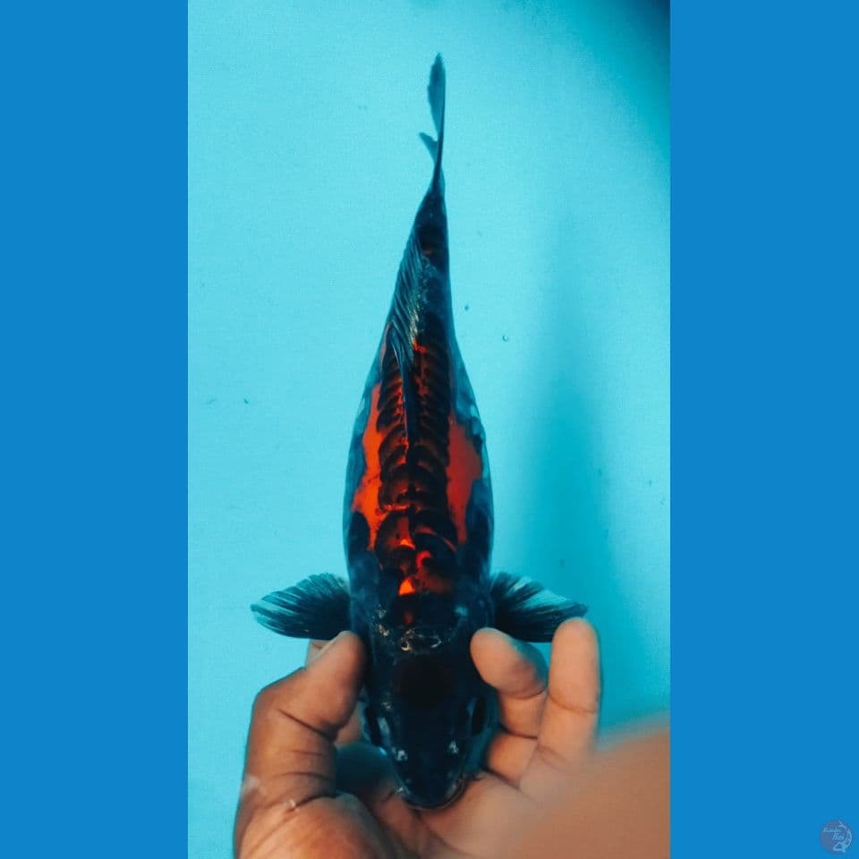 KIKO 30CM