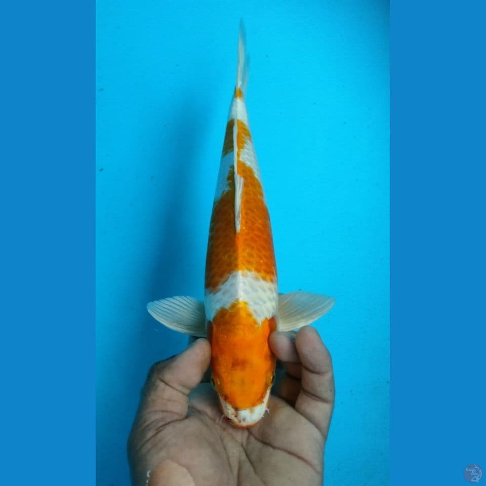 HARIWAKE 31CM