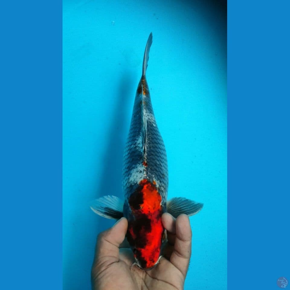 KAGE SHOWA 36CM