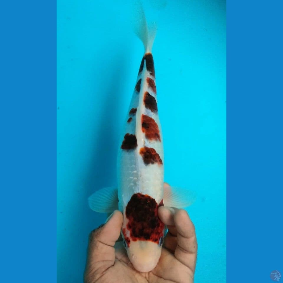 GOROMO 32CM