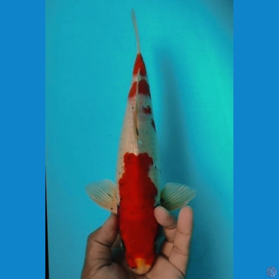 MATSUKAWA 35CM