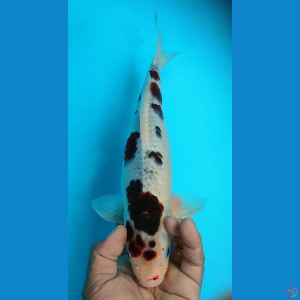 GOROMO 35CM