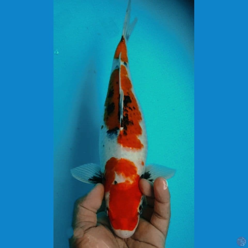 KAGE SHOWA 34CM