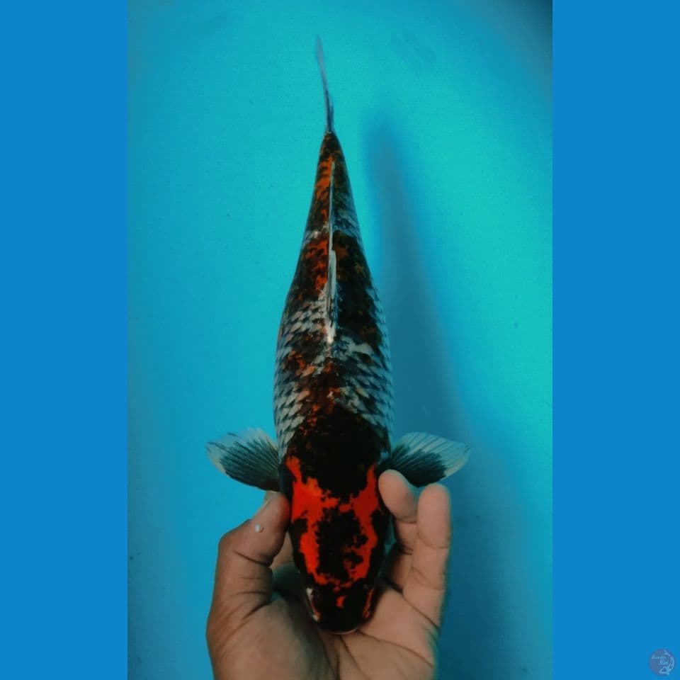 MATSUKAWA 36CM