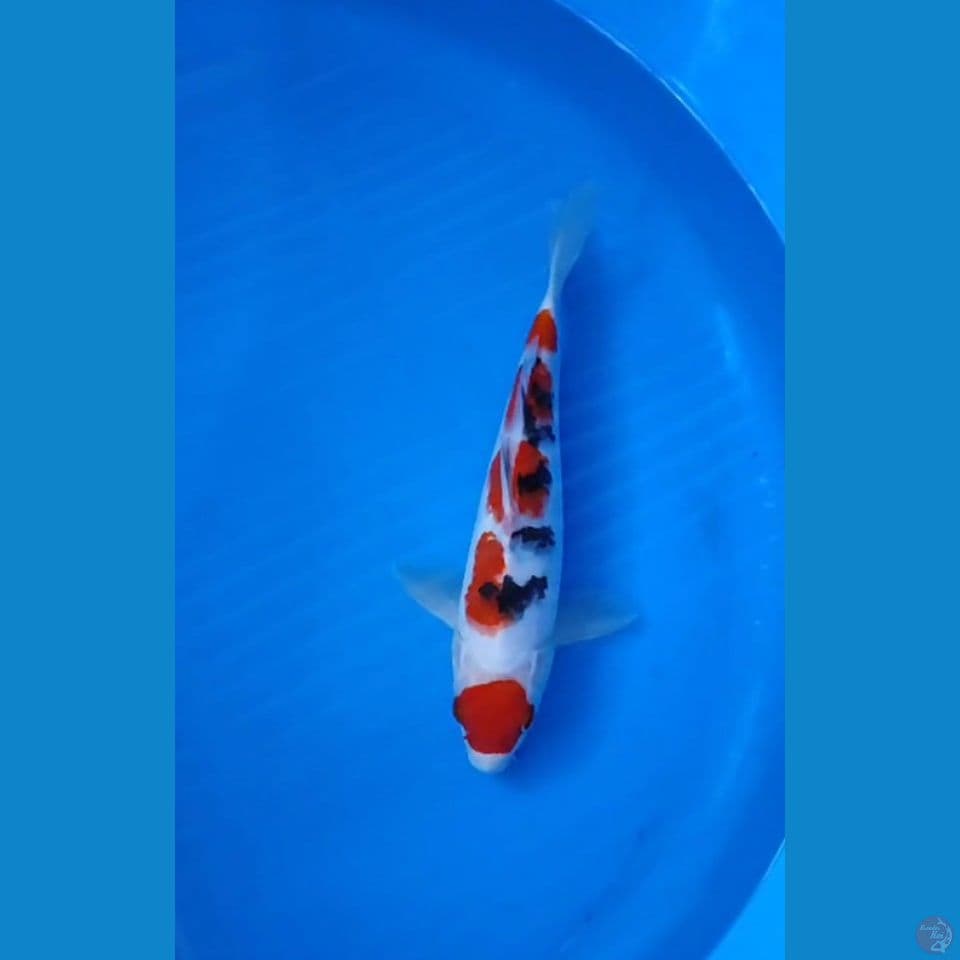 SANKE ~ 26CM Male