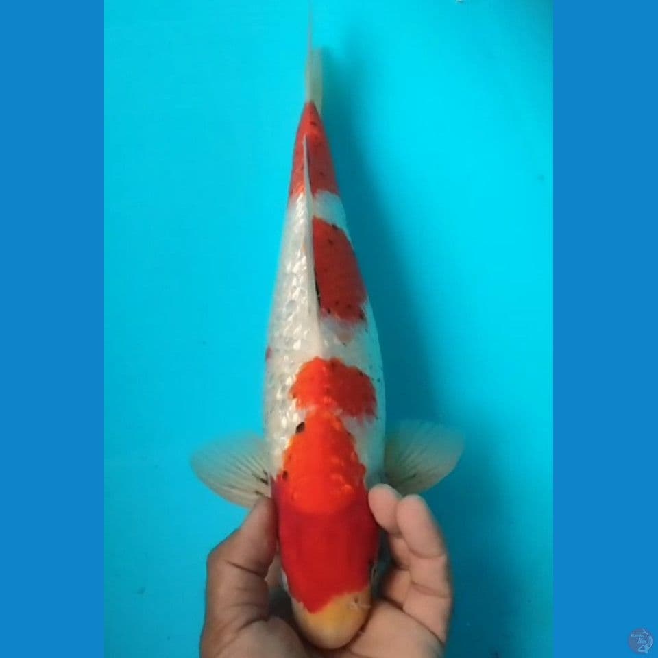 GINRIN 35CM