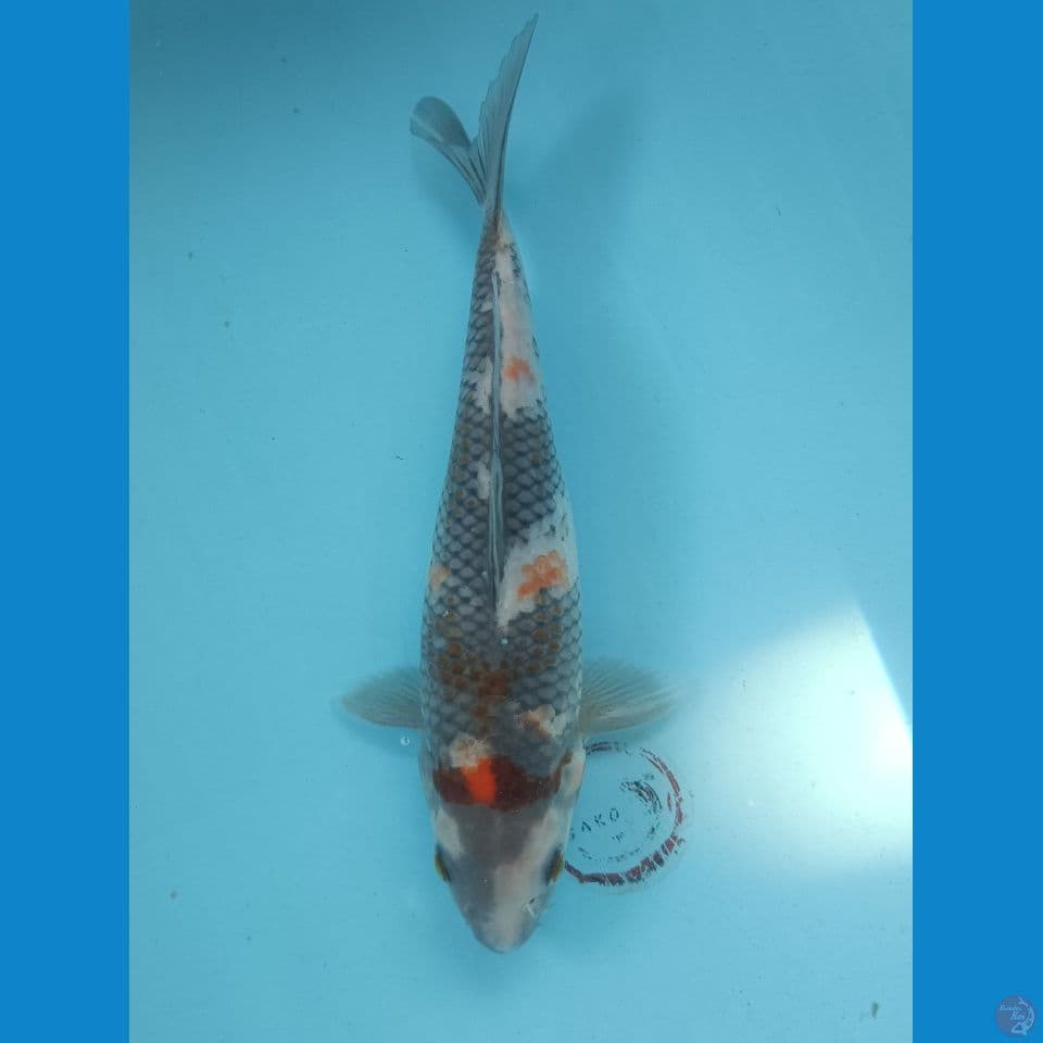 25 cm Antik