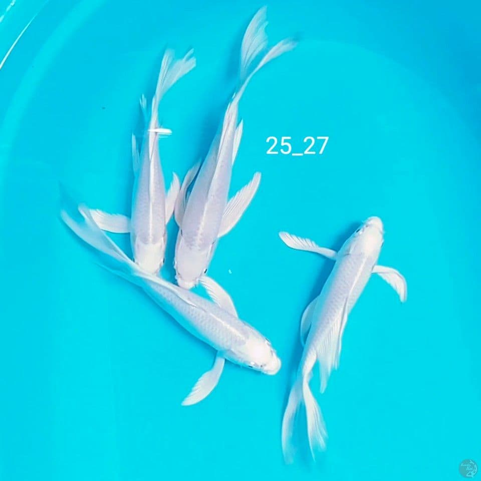 gondrong salju 25_27