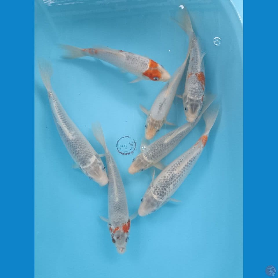 25-29 cm 7 ekor Asagi