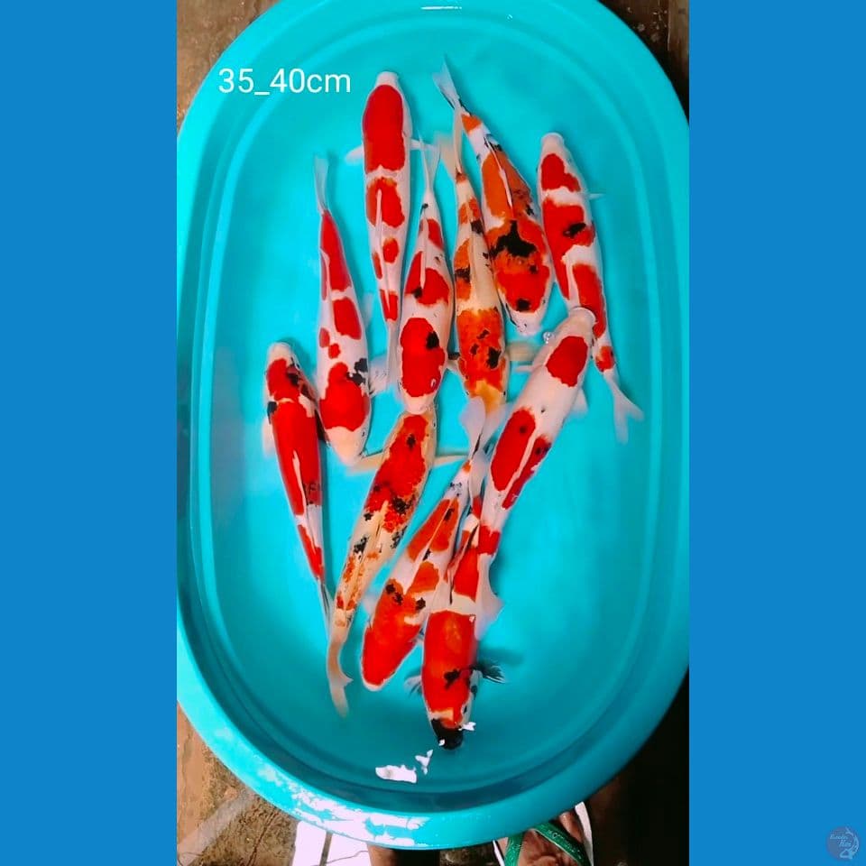 35_40cm