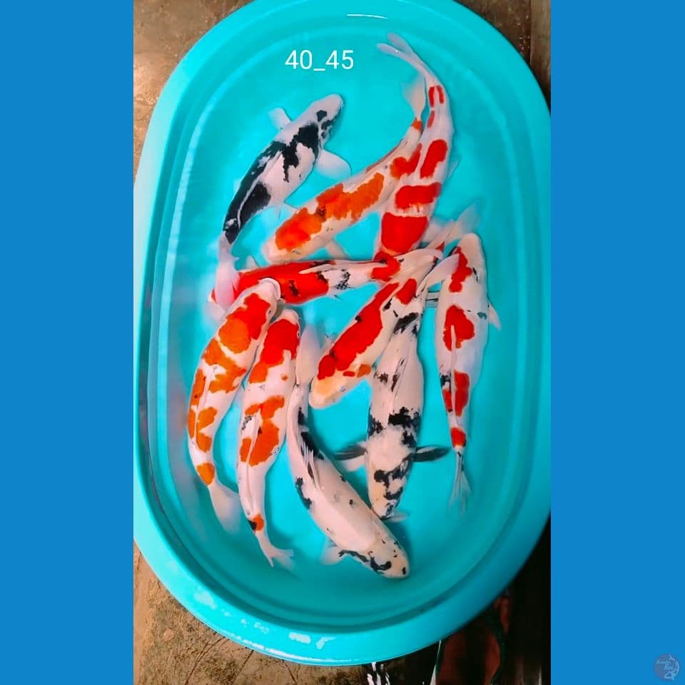 40_45cm