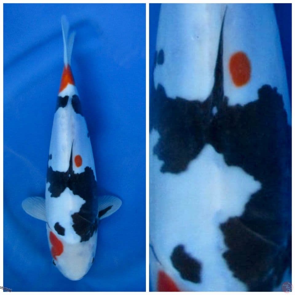 Kindai showa super doitsu murni F1 30 cm ikan tidak bocor