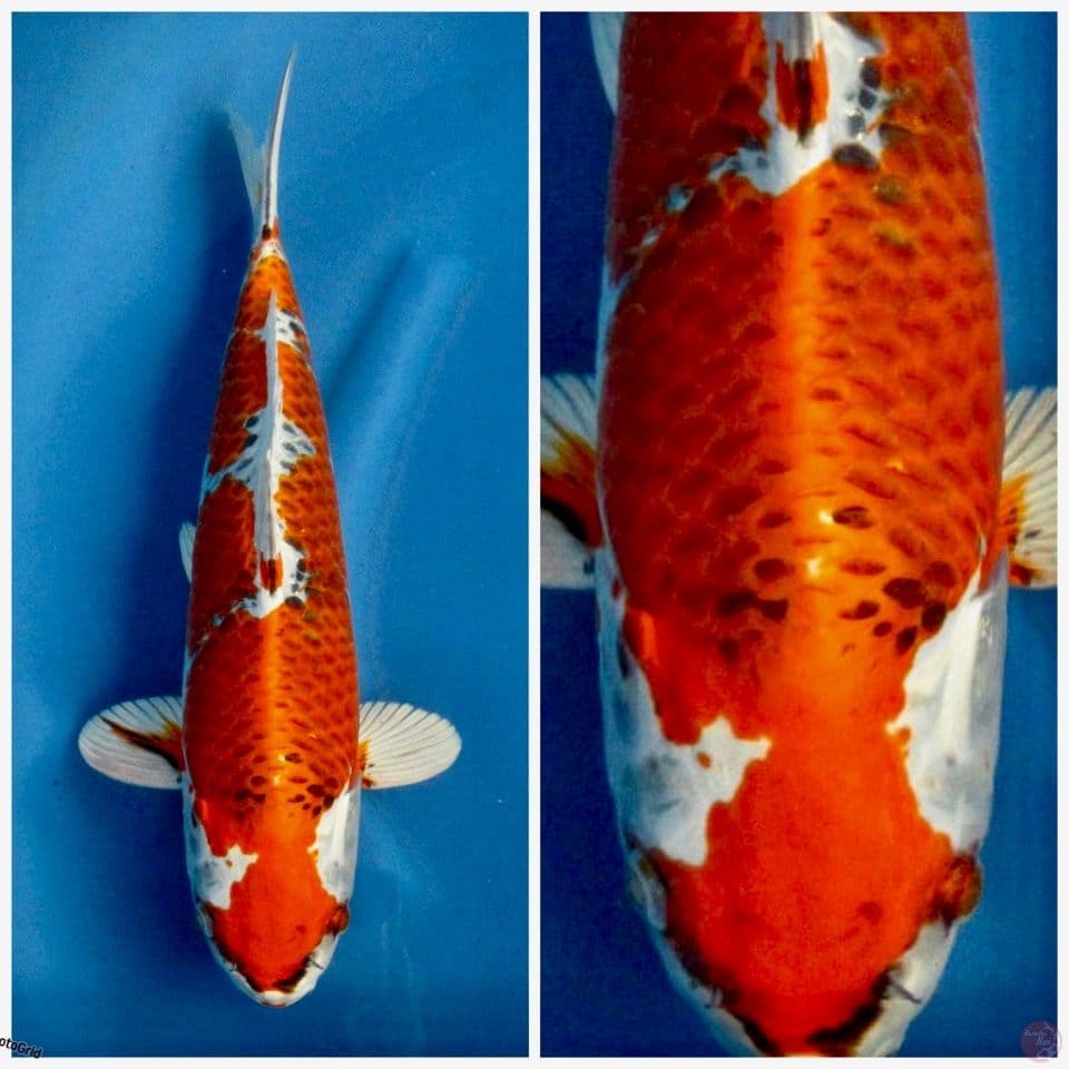 Super kujaku ori F1 marusai 44cm
