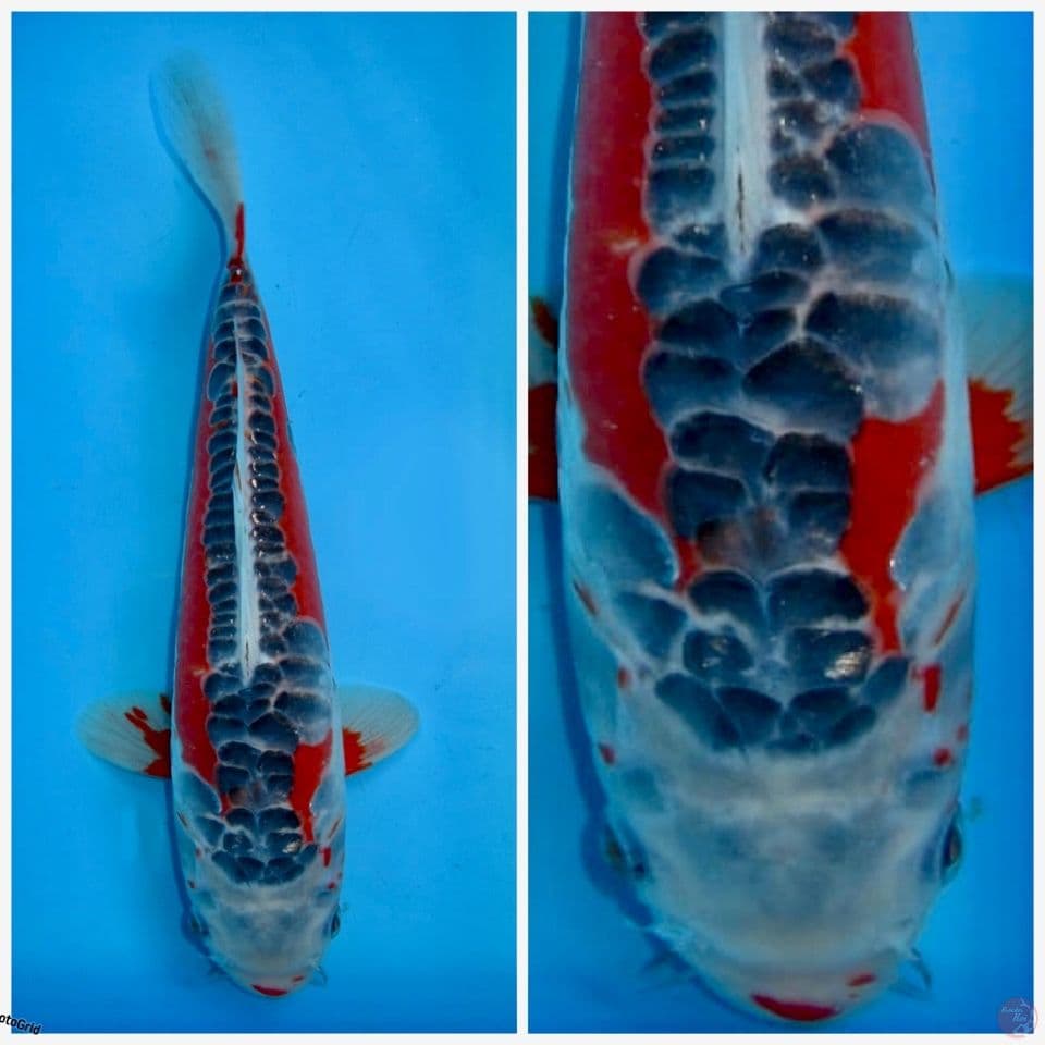hana shusui F1 marusai 28