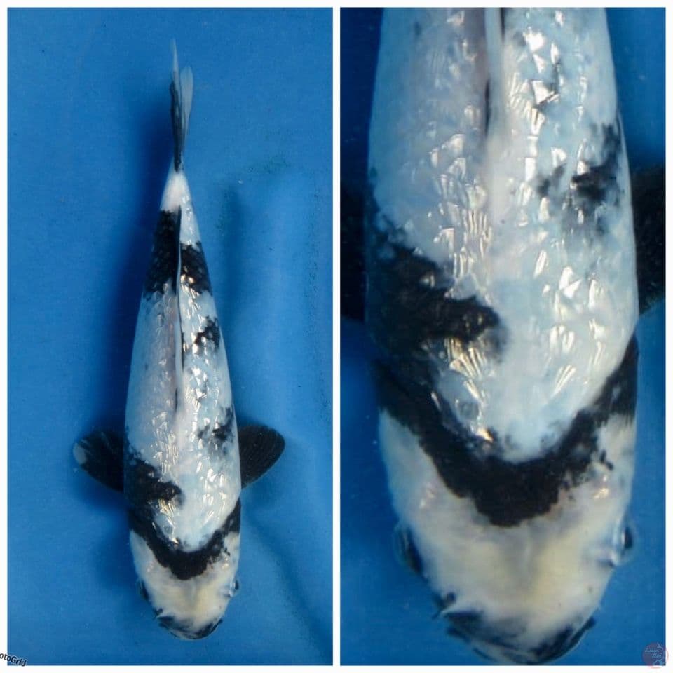 Siro Gingrin Tategoi F1 27cm