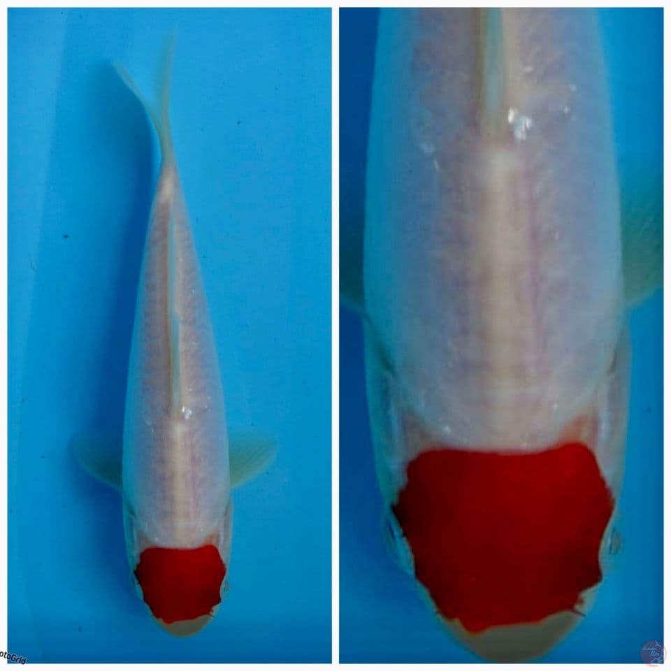 Tacho kohaku Doitsu murni Ori f1 Sakai 17cm