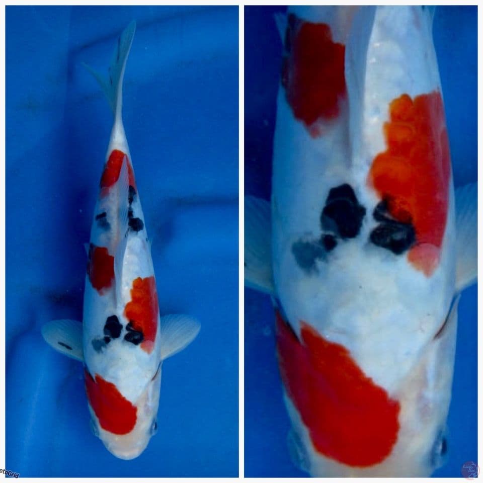 Sanke doitsu murni F1 24cm