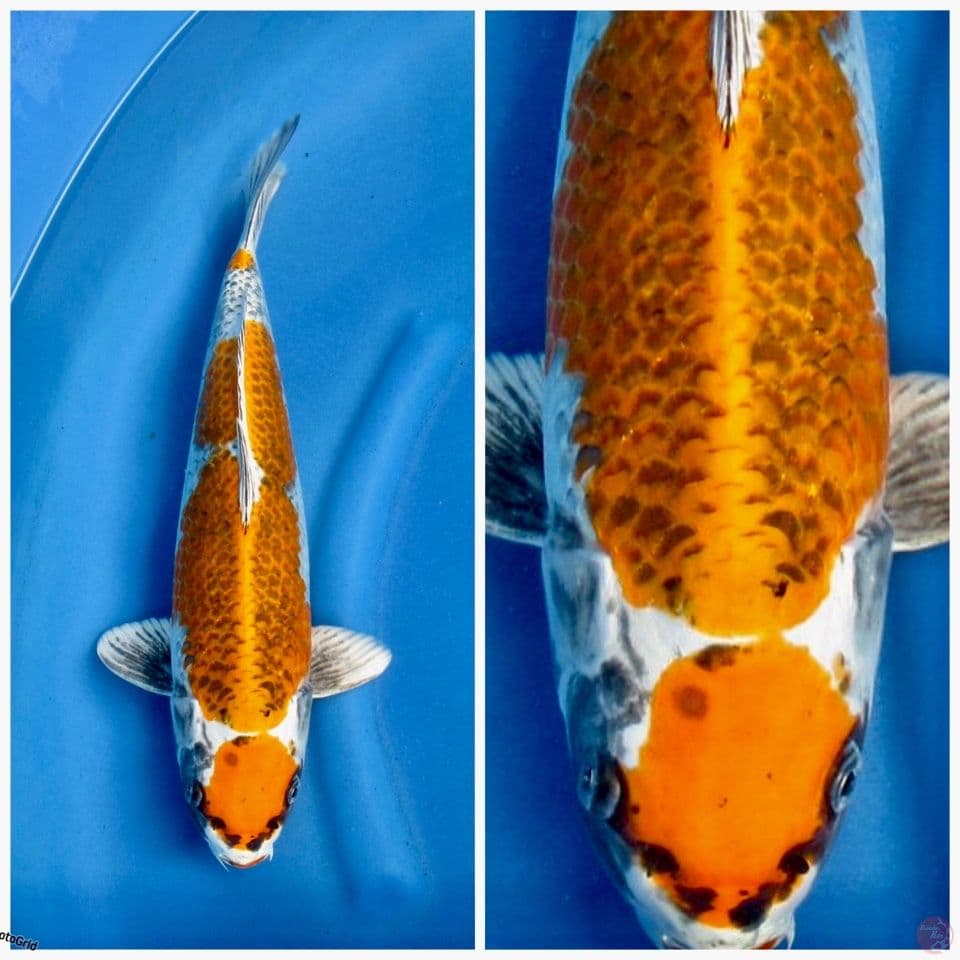 Kujaku Maruten F1 marusai 40cm