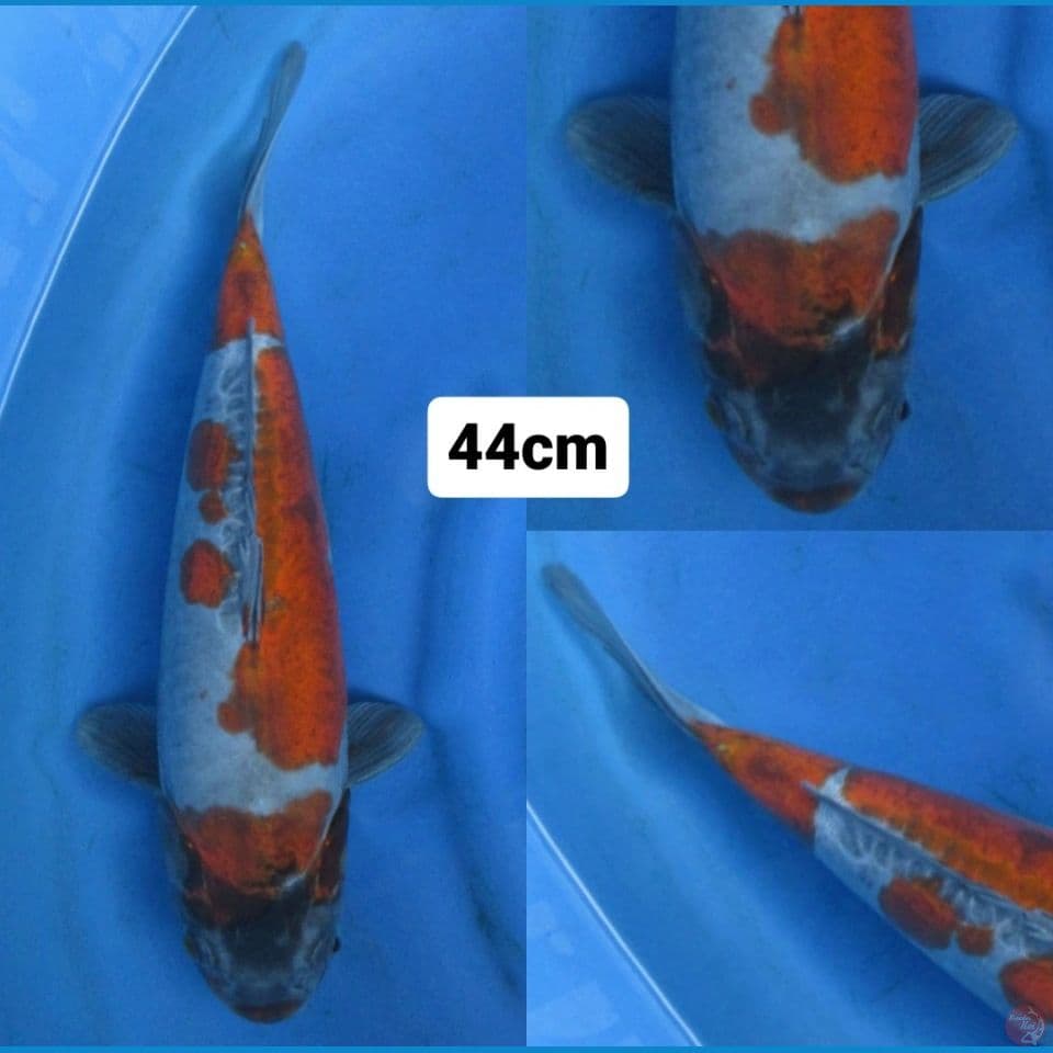 44cm fml , Benikiko