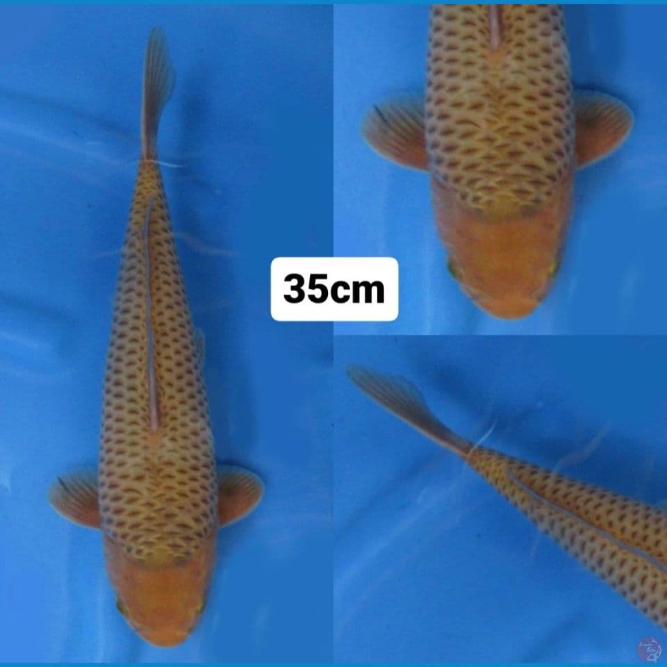 35cm male , Karamel Ring Rapi