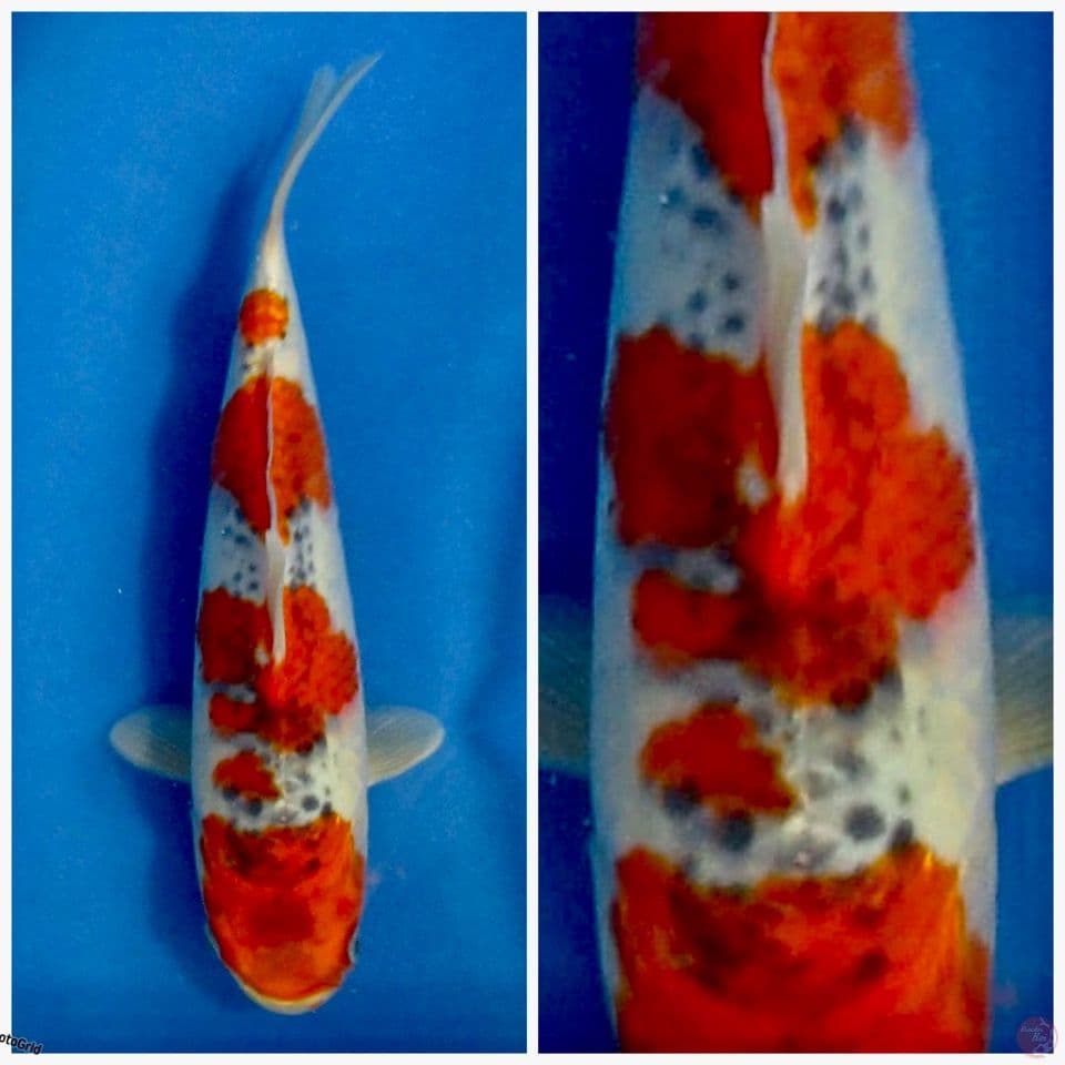 Goshiki reacing F1 marusai 28cm