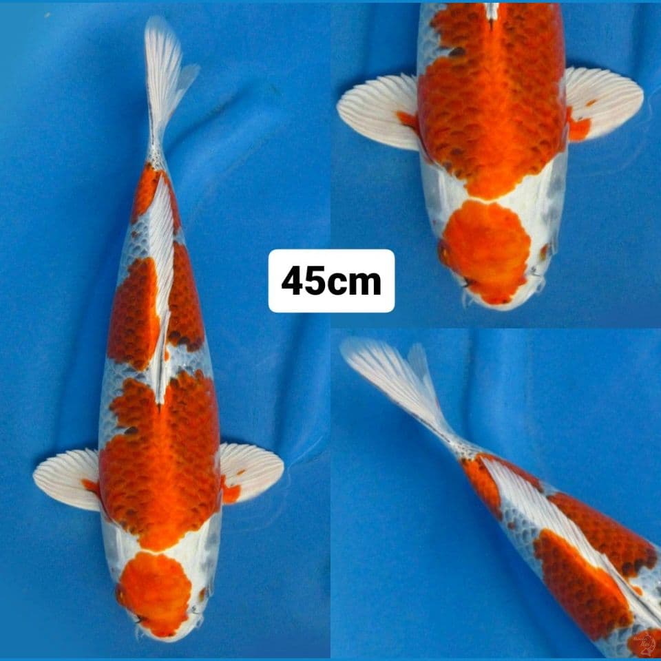 45bu male , Red Kujaku