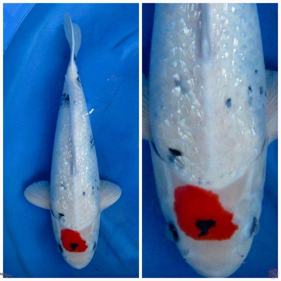 Tategoi showa 48cm F1 sakai