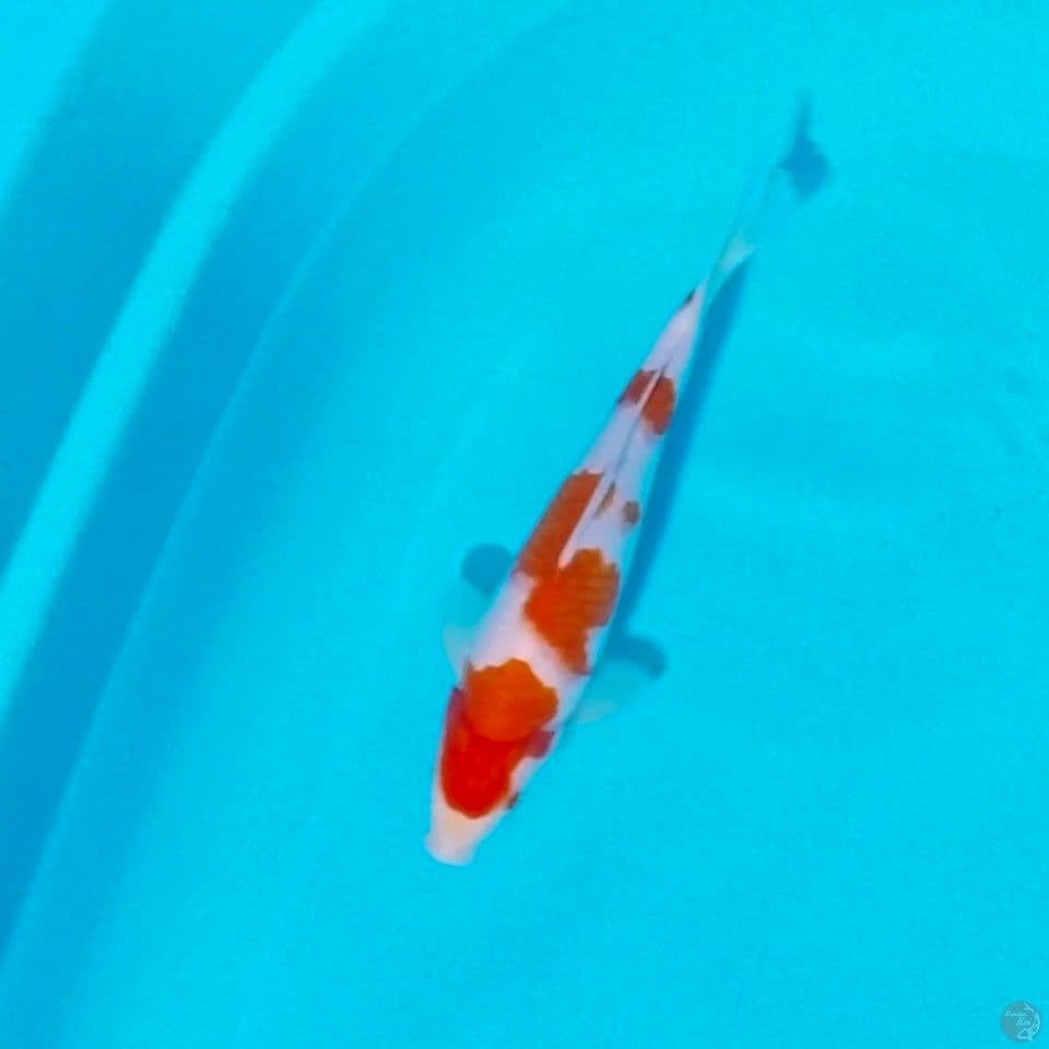 hq kohaku male 24cm