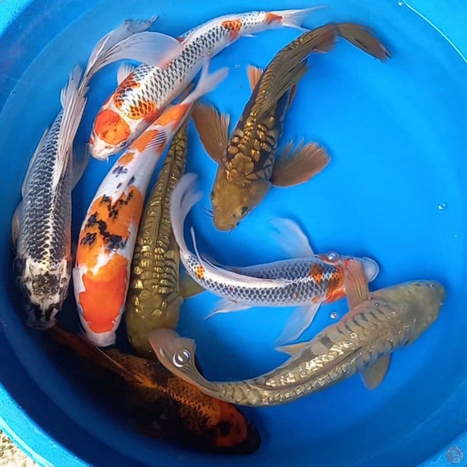 MIX 8 EKOR 33-38CM