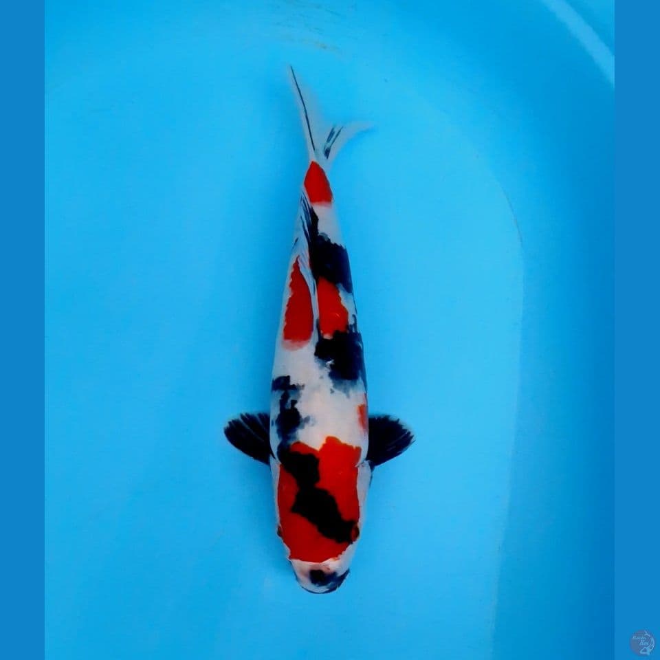 showa 33cm male