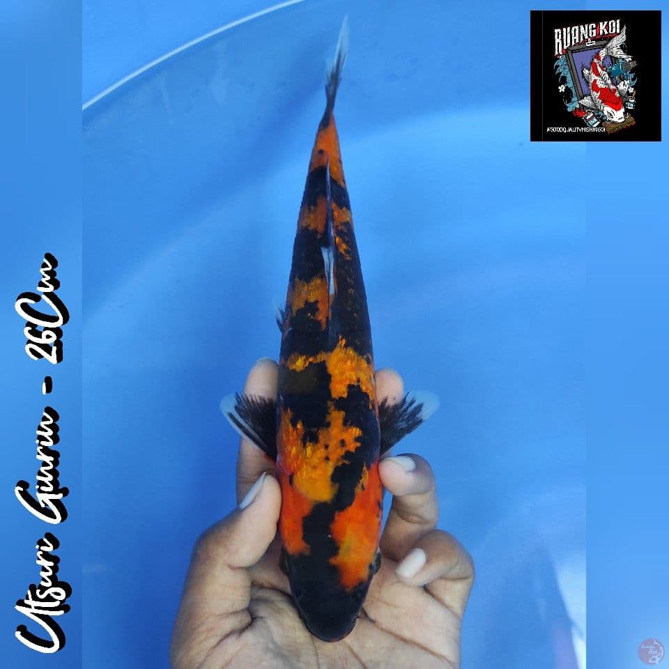 UTSURI GINRIN 26CM