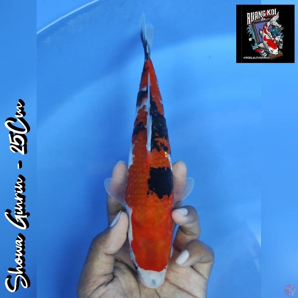 SHOWA GINRIN 25CM