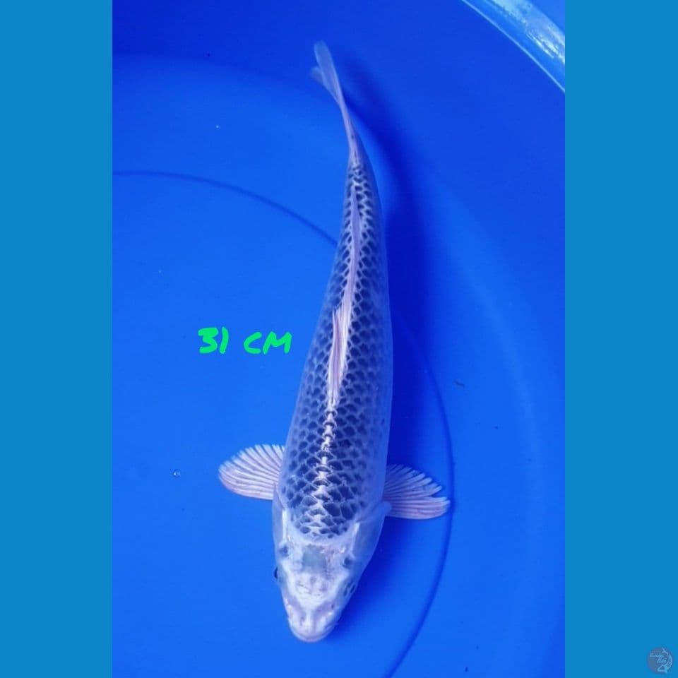 31 CM KIN MATSUBA