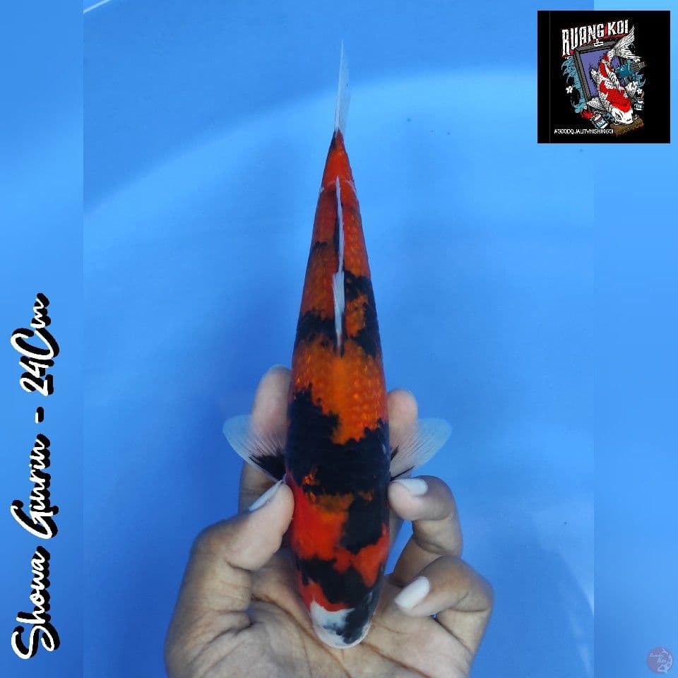 SHOWA GINRIN 24CM