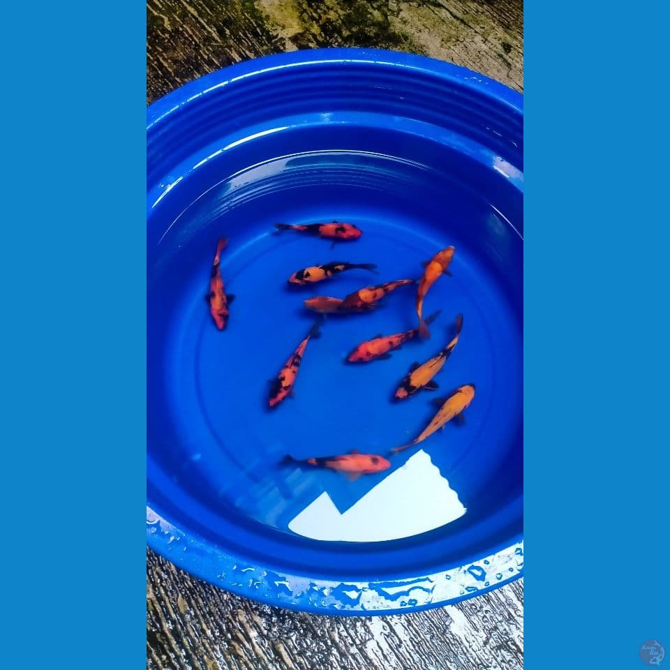 Paket Hi-Utsuri 11ekor 13-15cm™