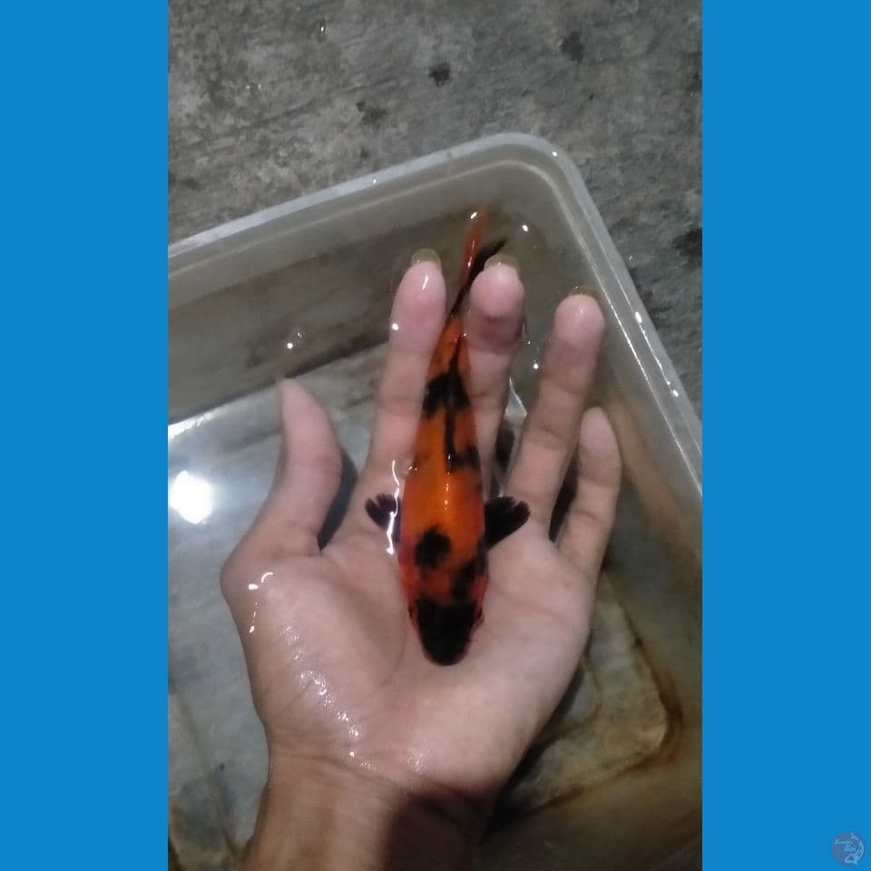 Hi-Utsuri HQ 14cm™