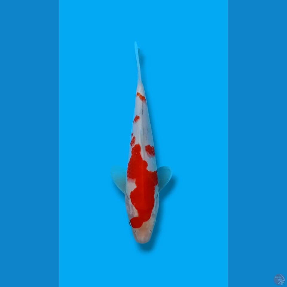 Kohaku Strong 21cm