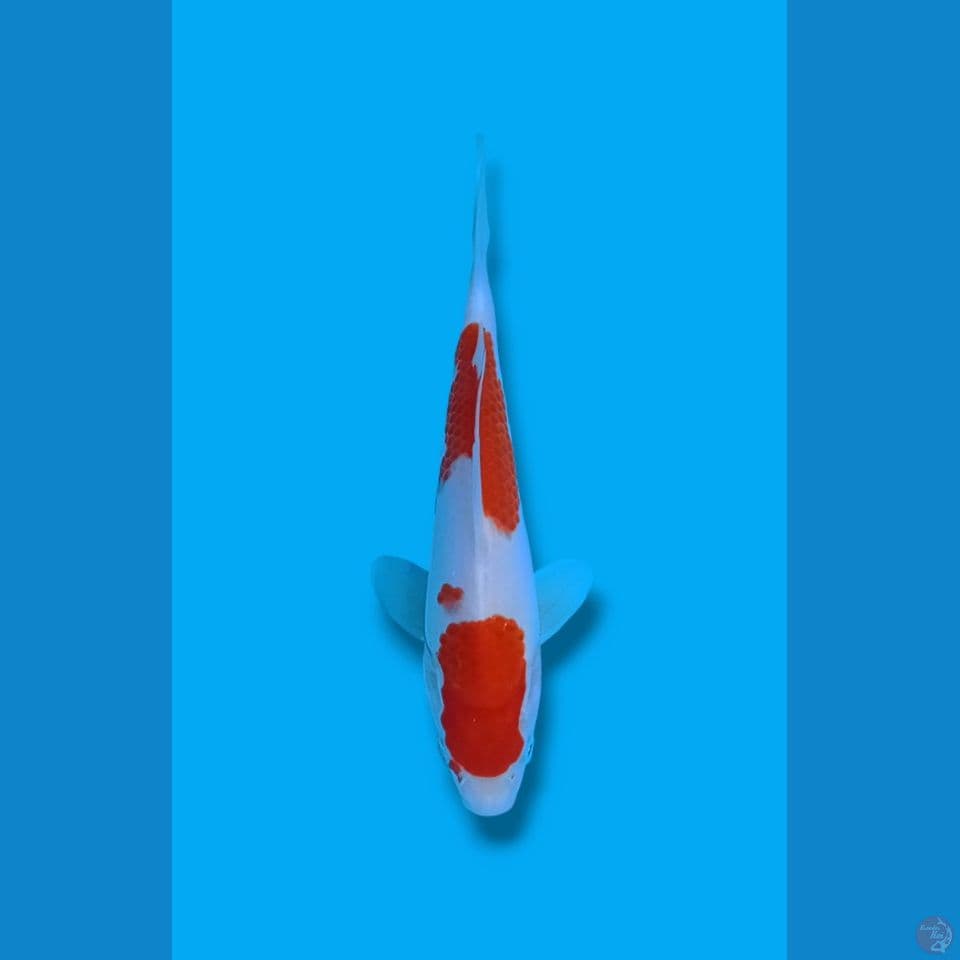 Kohaku 2step Original 20cm
