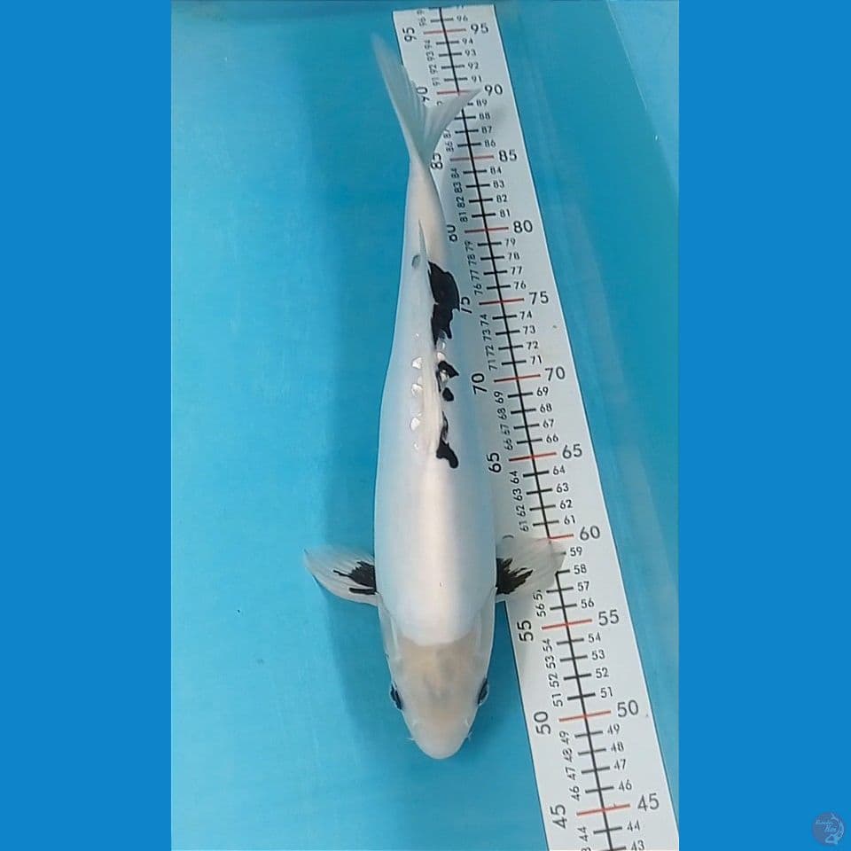 shiro doitsu murni M41 cm.