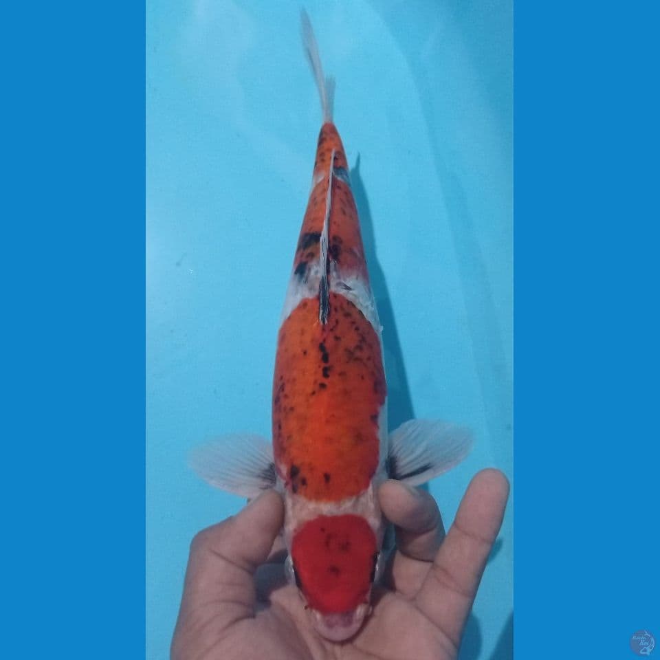 MARUTEN MATSU 32CM