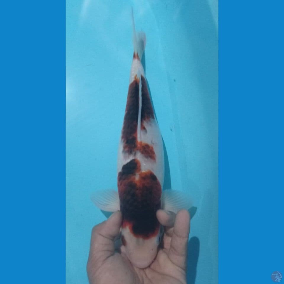 AI GOROMO 35CM