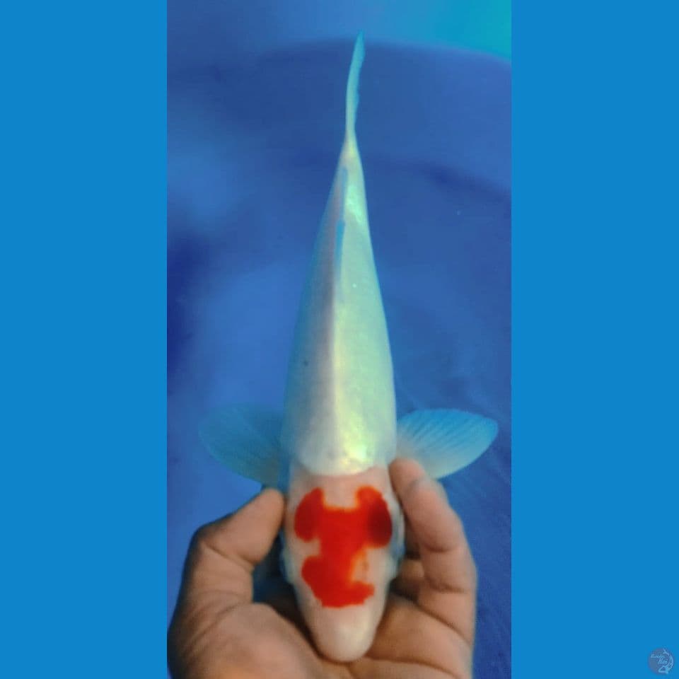 CAKRATAN 35CM