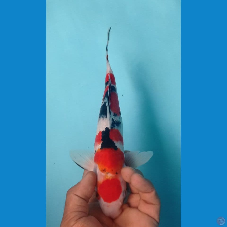 SANKE 32CM