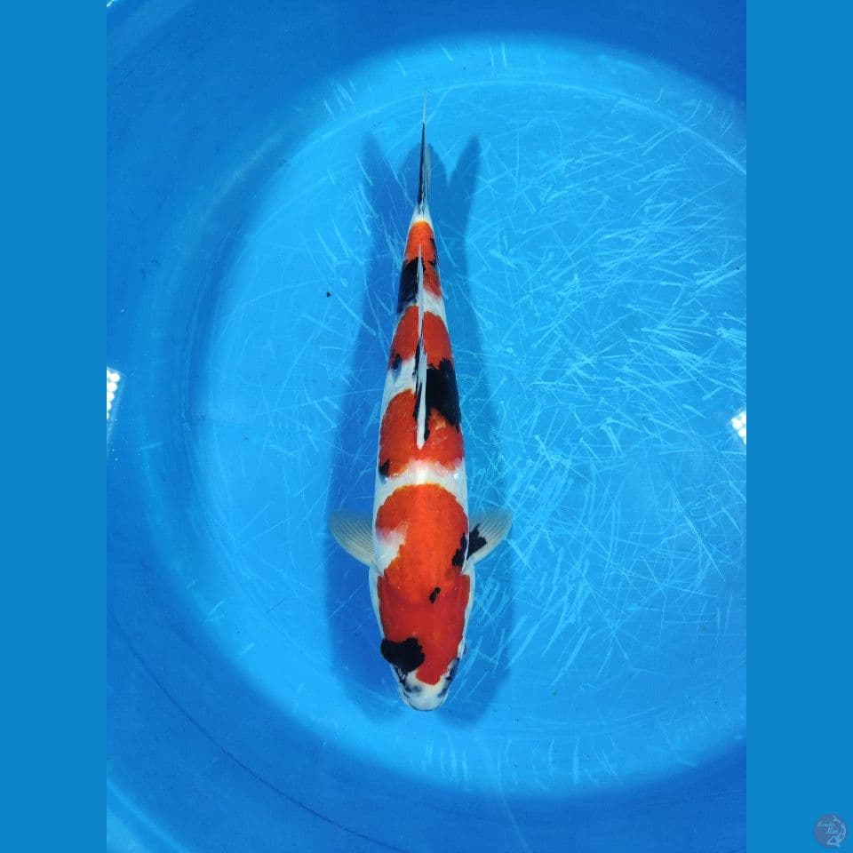 Showa 38 cm Jantan