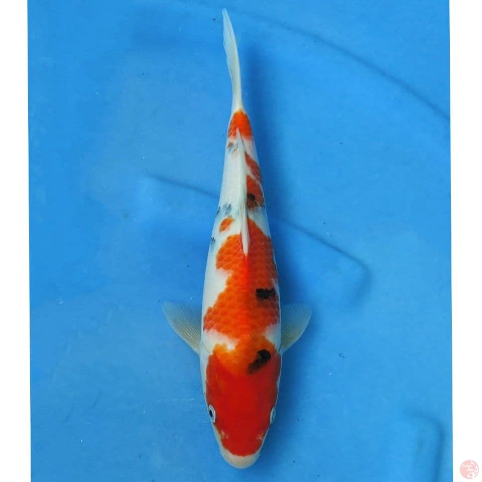 Okawa Sanke
